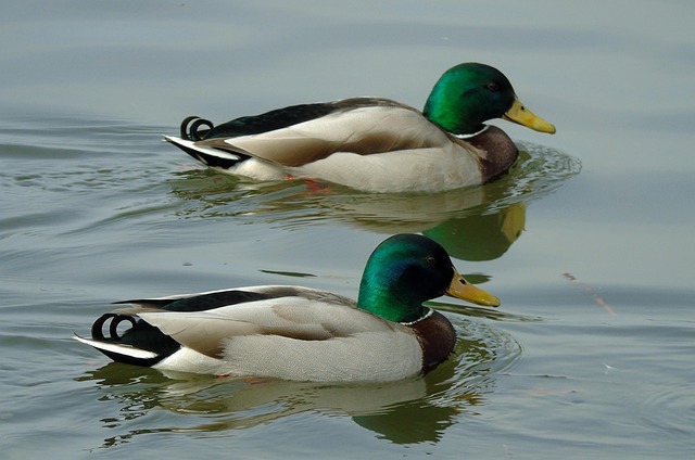 Fra frustration til fornøjelse: Sådan lærer du at elske krydsord