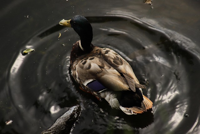 Krydsordets sprog: Lær at tyde de kryptiske ledetråde