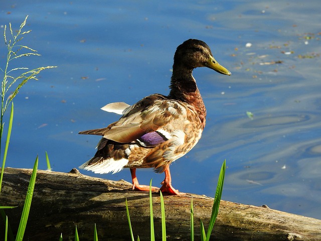 Sådan bruger du synonymordbøger effektivt til krydsord