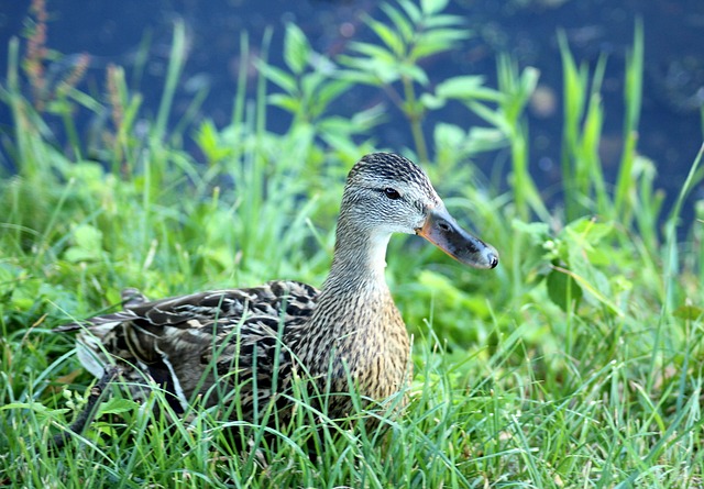 Krydsord for hele familien: Lær børn at elske ordgåder